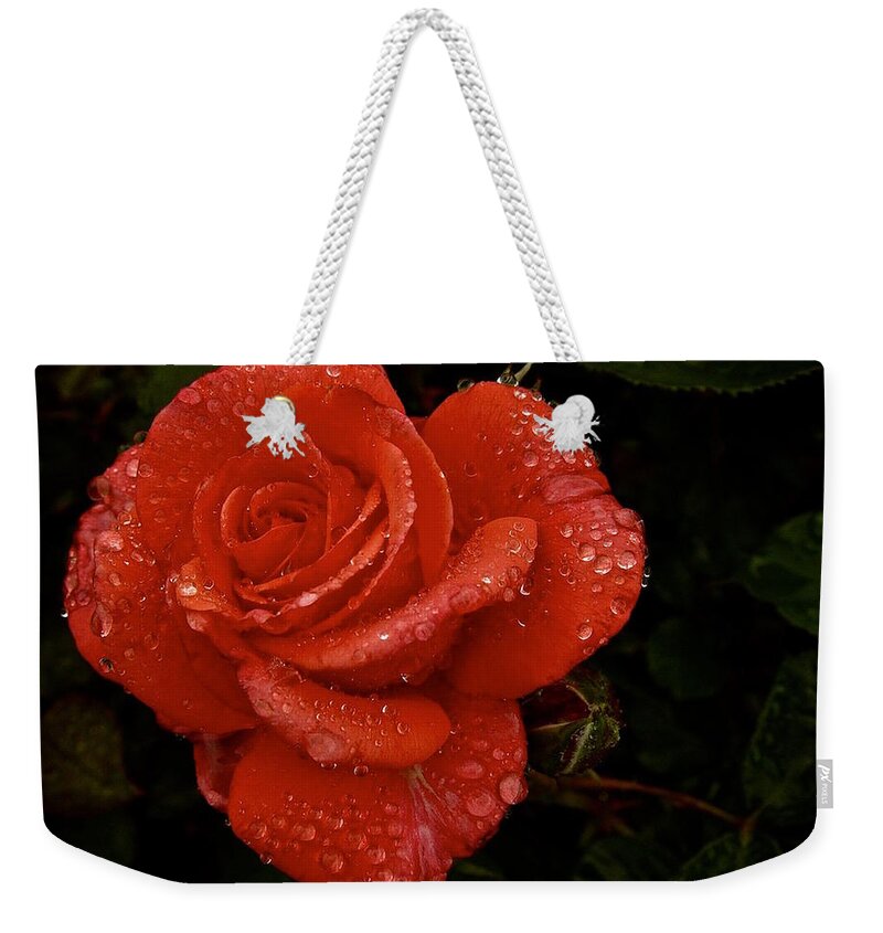 Rose Weekender Tote Bag featuring the photograph June 2016 Rose No. 3 by Richard Cummings