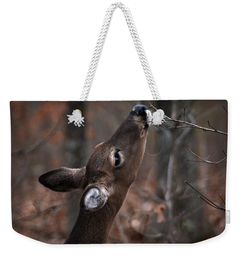 Deer Weekender Tote Bag featuring the photograph Just a Nibble by Bill Stephens