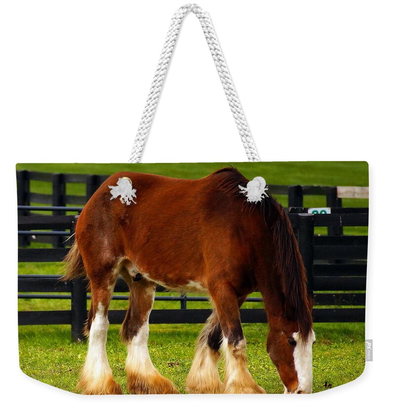 Horses Weekender Tote Bag featuring the photograph Just Another Day by Beth Collins