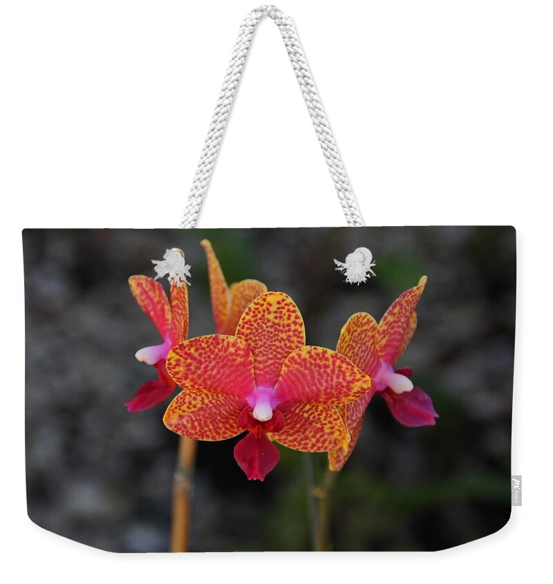 Pink Weekender Tote Bag featuring the photograph Just Another Sunday by Michiale Schneider