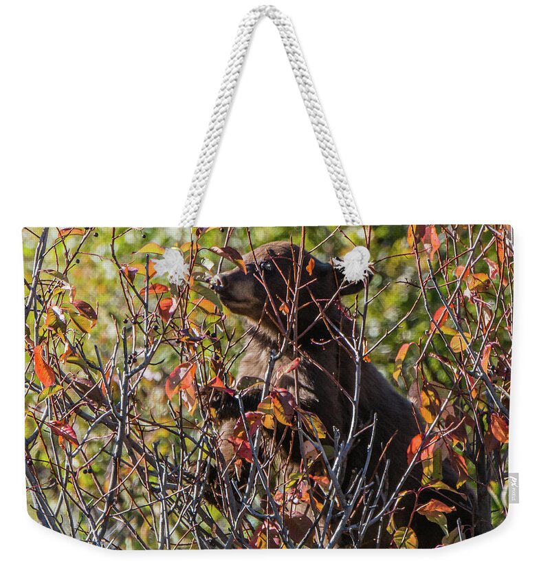 Black Bear Cub Weekender Tote Bag featuring the photograph Just Looking For Berries by Yeates Photography