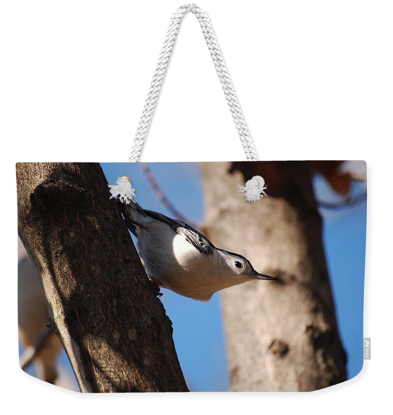 Woodpecker Weekender Tote Bag featuring the photograph Just Looking by Lori Tambakis