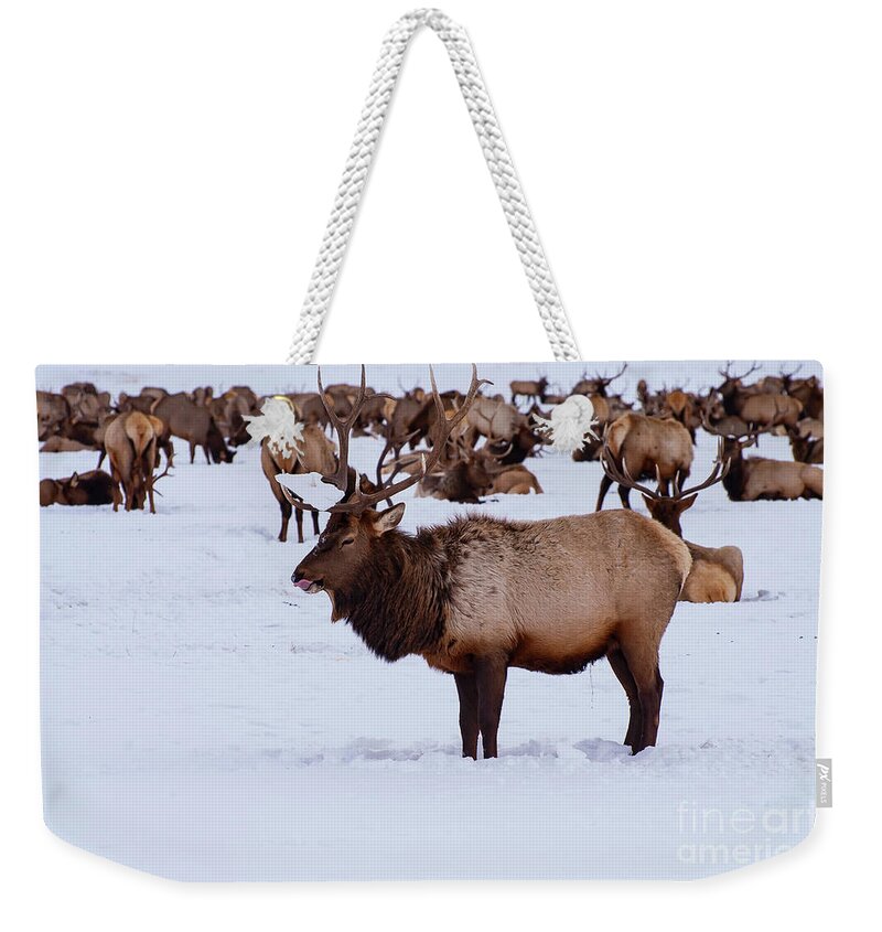 Elk Reservation Weekender Tote Bag featuring the photograph Just Me and the Gang by Bob Phillips
