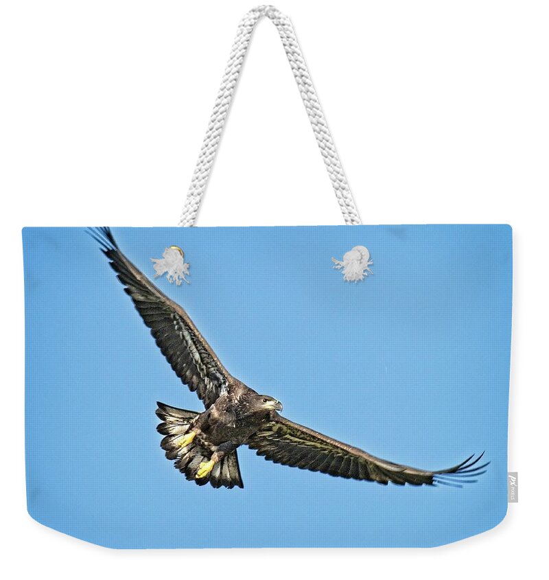 Eagle Weekender Tote Bag featuring the photograph Just Twelve Weeks Old by Ronald Lutz
