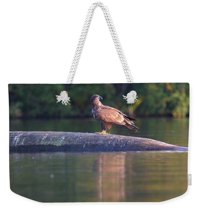 Bald Eagle Weekender Tote Bag featuring the photograph Juvenile Bald Eagle by Brook Burling