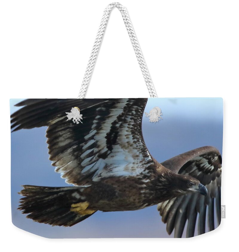 American Bald Eagle Weekender Tote Bag featuring the photograph Juvenile Bald Eagle by Coby Cooper