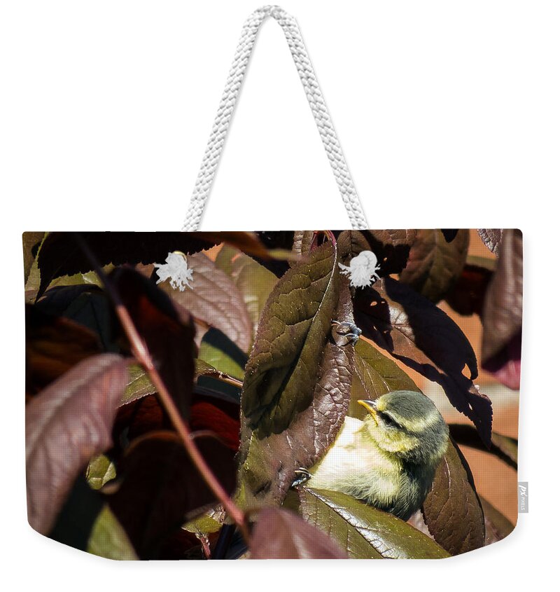 Tit Weekender Tote Bag featuring the photograph Juvenile Blue Tit by Claudio Maioli