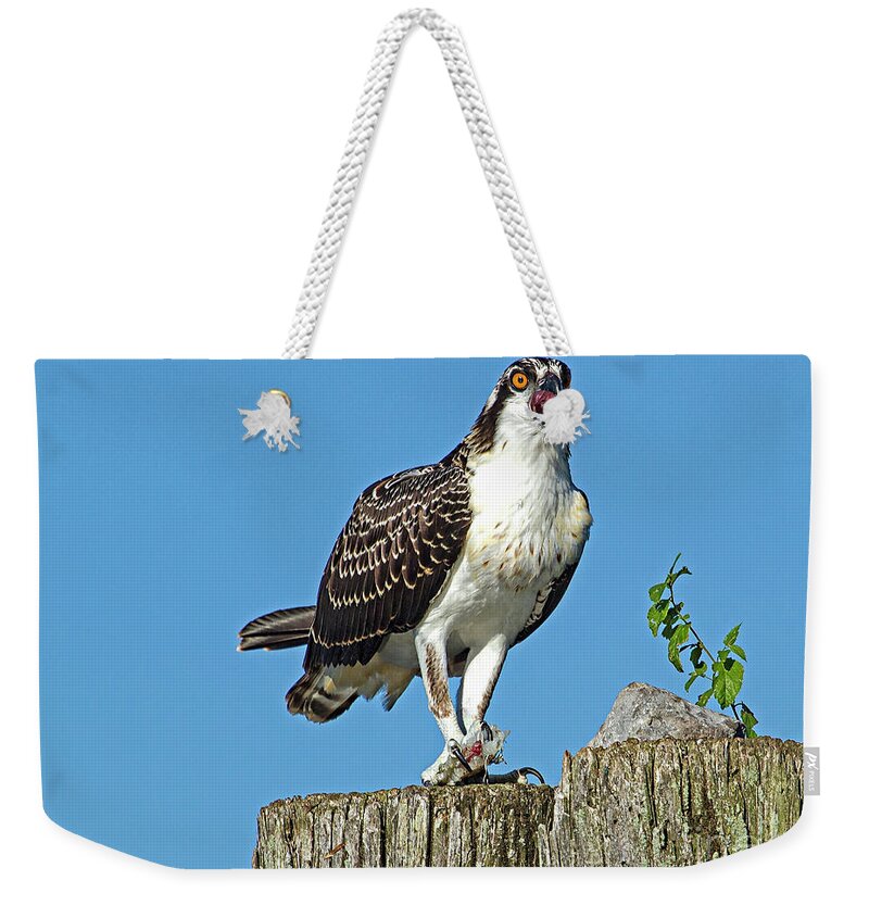 Juvenile Weekender Tote Bag featuring the photograph Juvenile Osprey#1 by Geraldine DeBoer