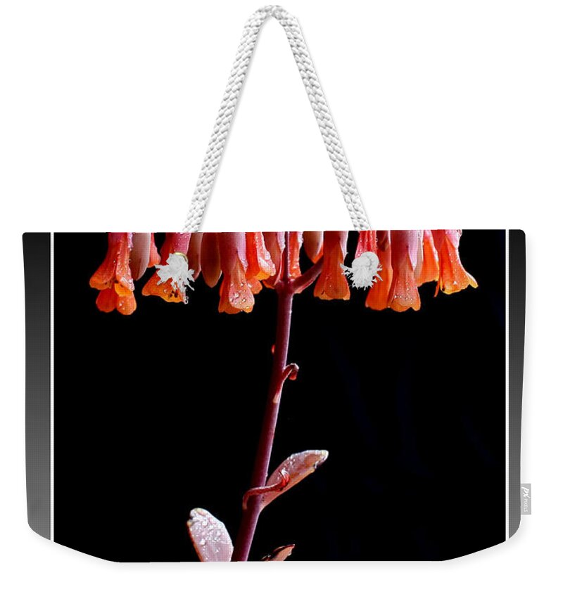 Succulent Weekender Tote Bag featuring the photograph Kalanchoe by Farol Tomson