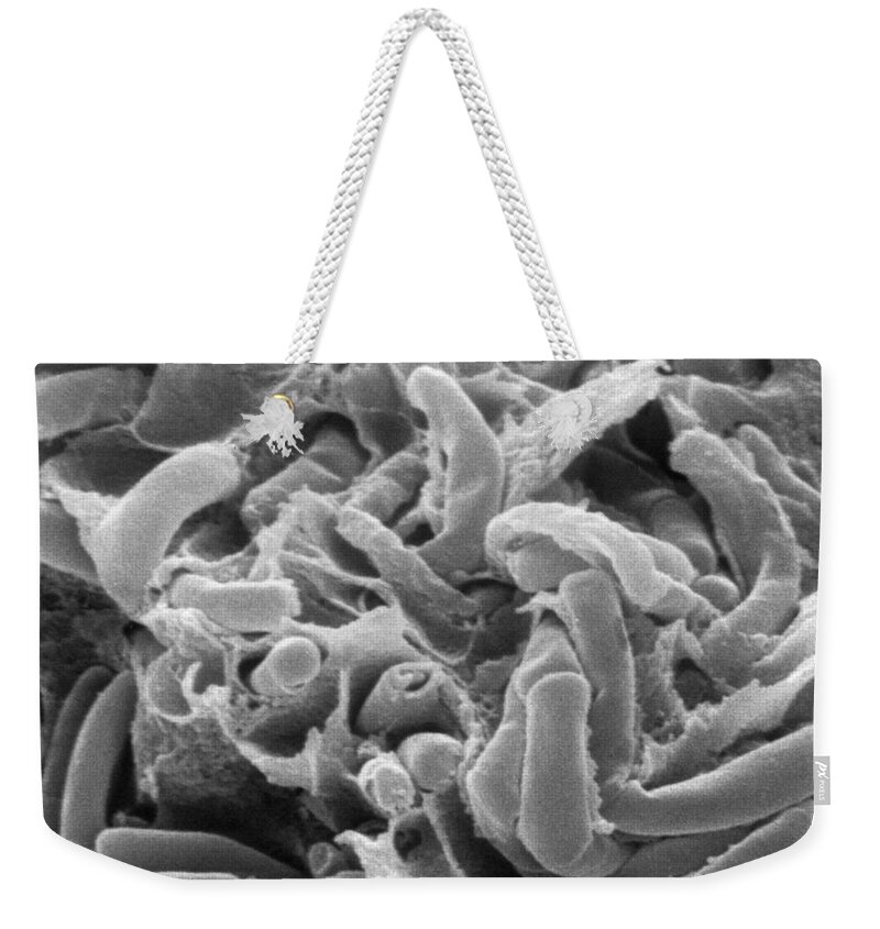 Science Weekender Tote Bag featuring the photograph Kefir Bacteria by Scimat