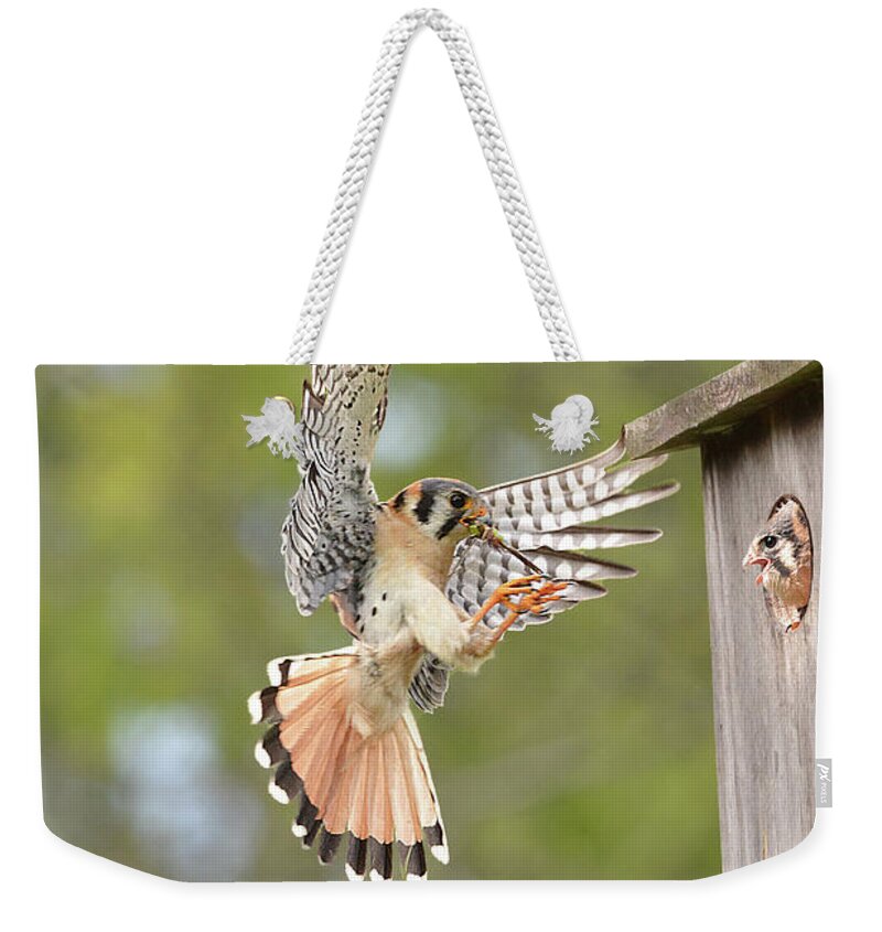 Bird Weekender Tote Bag featuring the photograph Kestrel with Dragonfly for Chick by Alan Lenk