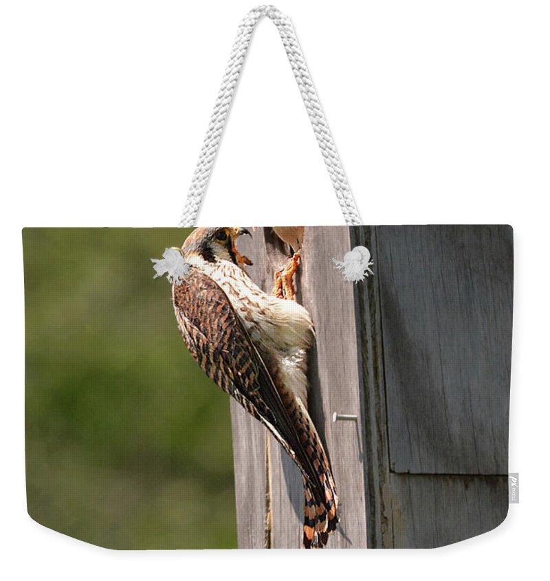 Bird Weekender Tote Bag featuring the photograph Kestrels Beak to Beak by Alan Lenk