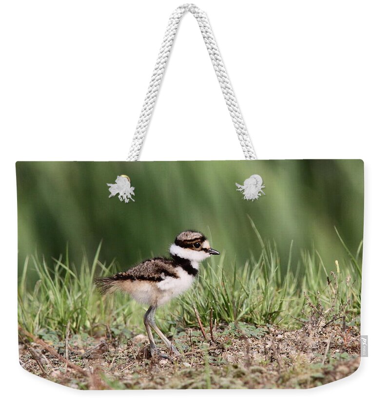 Nature Weekender Tote Bag featuring the photograph Killdeer - 24 Hours Old by Travis Truelove