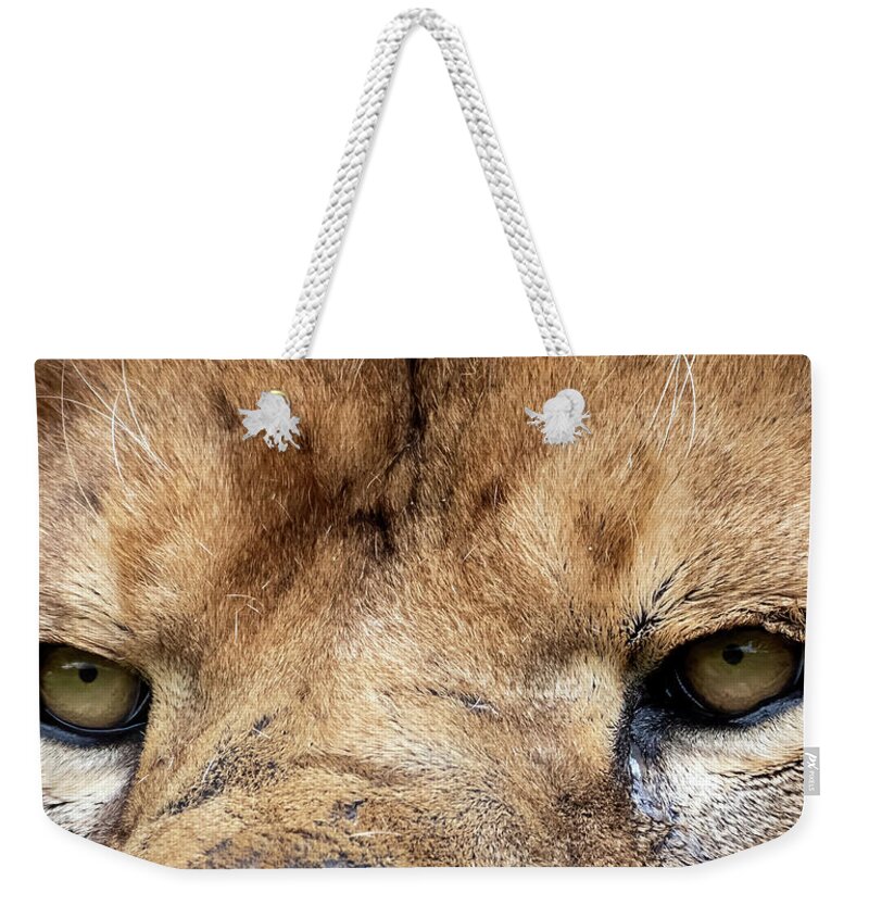 Lion Weekender Tote Bag featuring the photograph Killer Eyes by Sam Rino