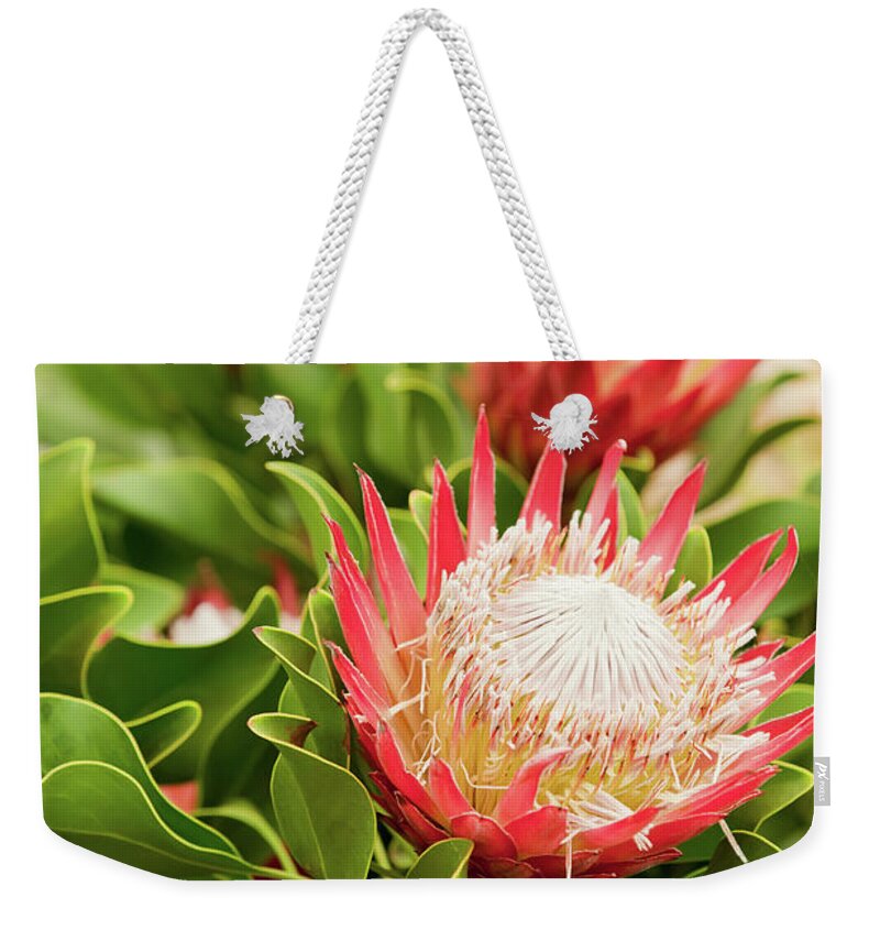 King Protea Weekender Tote Bag featuring the photograph King Protea flowers by Simon Bratt