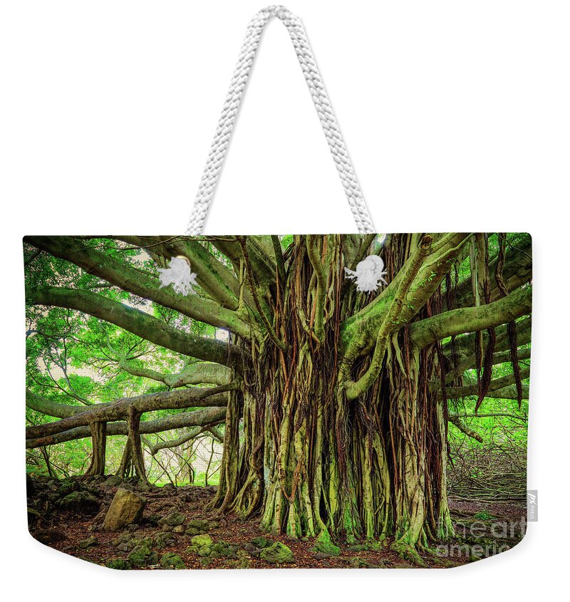 America Weekender Tote Bag featuring the photograph Kipahulu Banyan Tree by Inge Johnsson