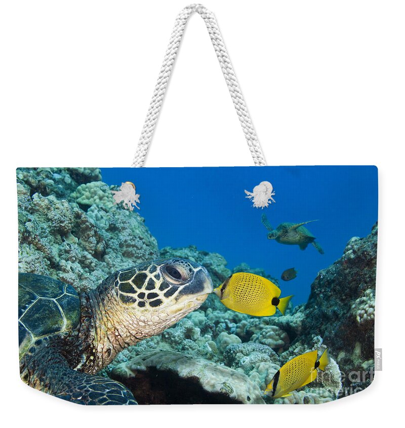 Animal Art Weekender Tote Bag featuring the photograph Kiss a Turtle by Dave Fleetham - Printscapes