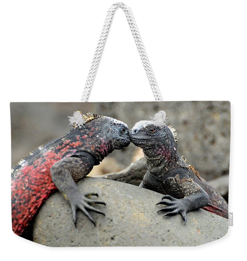 Iguana Weekender Tote Bag featuring the photograph Kissing Iguanas by Ted Keller