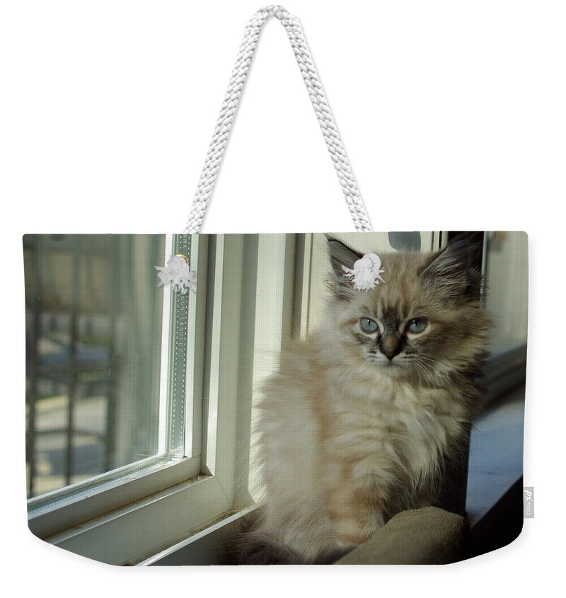 Kitten Weekender Tote Bag featuring the photograph Kitten Daydreams by Cindy Johnston