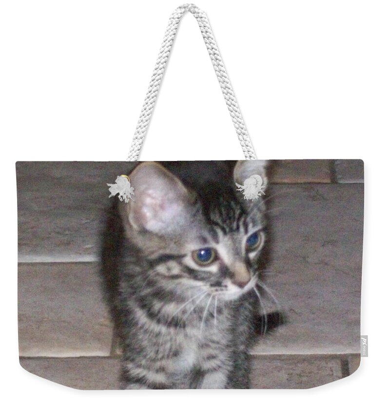 Kitten Weekender Tote Bag featuring the photograph Black and Tan Kitten by Donna L Munro