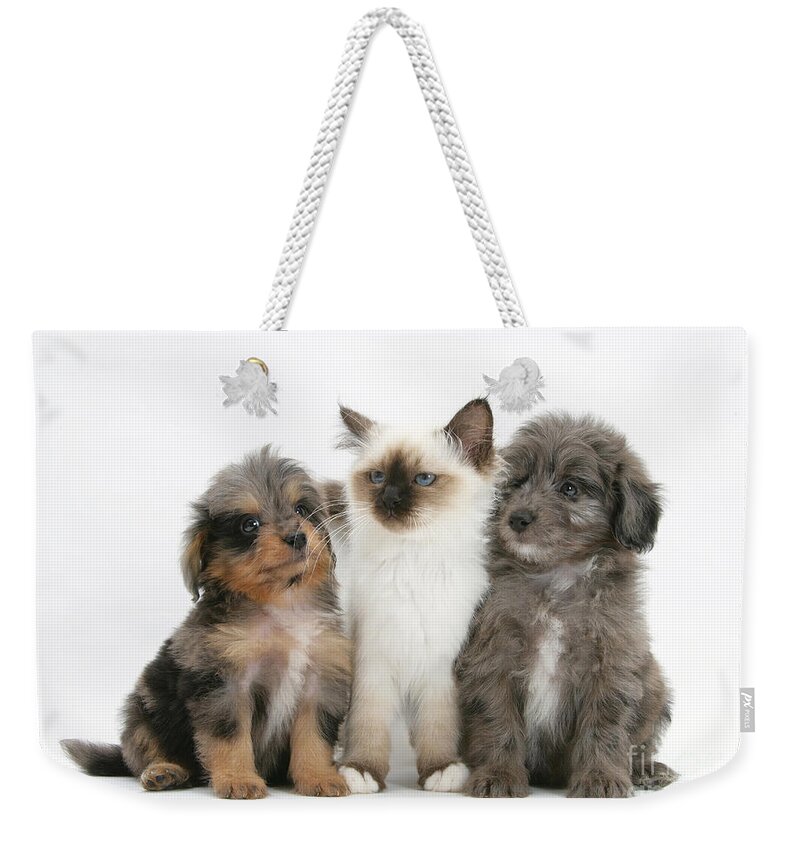 Animal Weekender Tote Bag featuring the photograph Kitten With Puppies by Mark Taylor