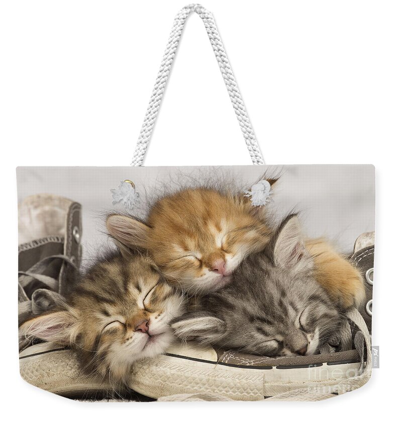 Cat Weekender Tote Bag featuring the photograph Kittens Asleep On Shoes by Jean-Michel Labat