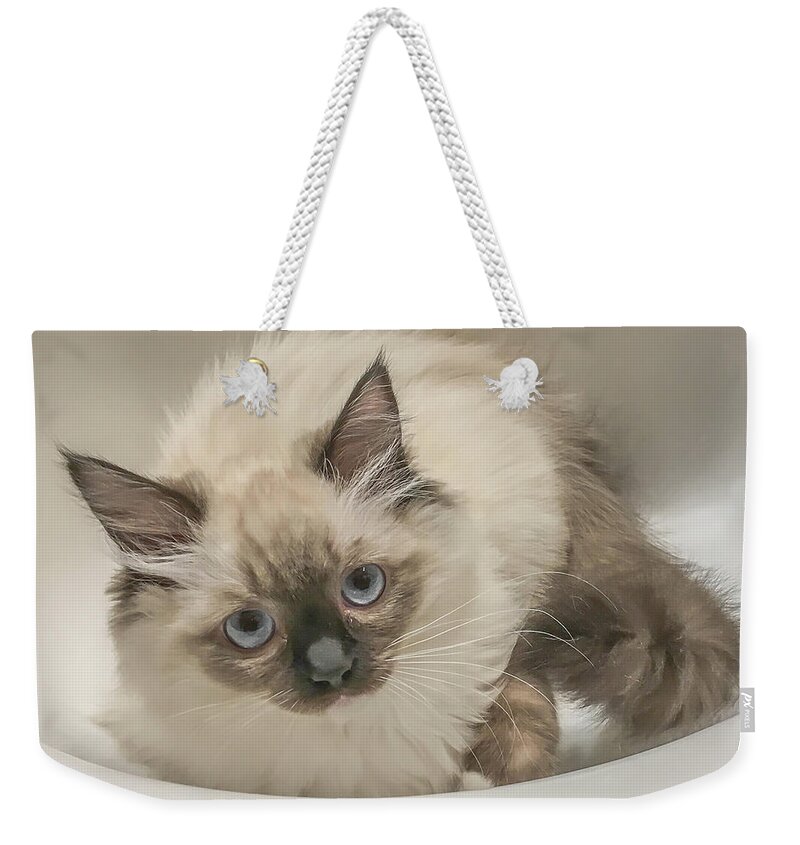 Kitty Weekender Tote Bag featuring the photograph Kitty Blue Eyes by Jennifer Grossnickle