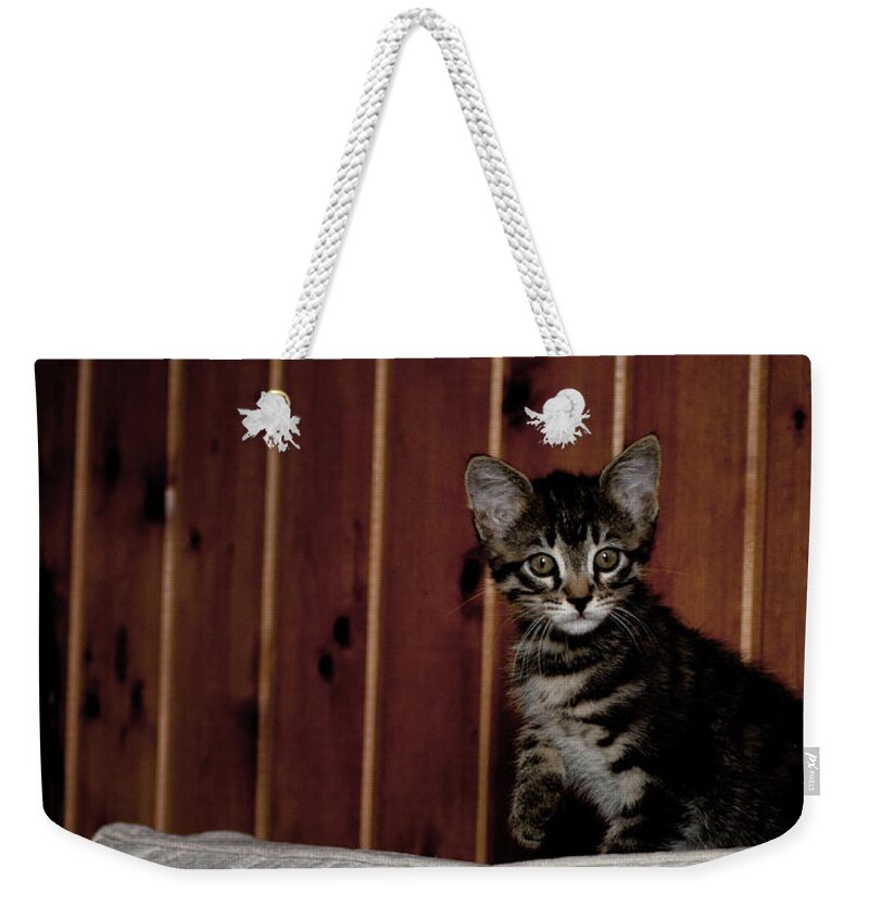Kitty Weekender Tote Bag featuring the photograph Kitty by Laura Melis