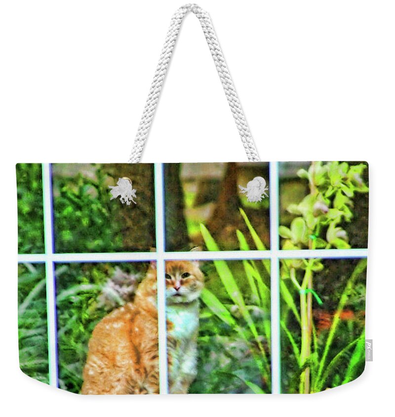 Cat Weekender Tote Bag featuring the photograph Kitty Reflections by Wendy McKennon