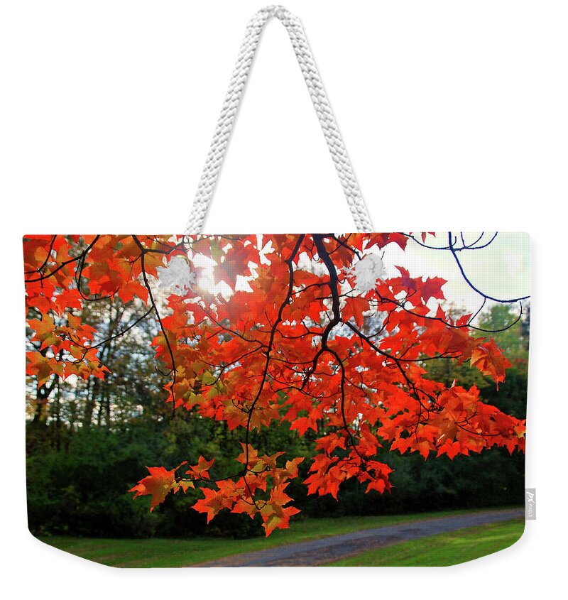 Tree Weekender Tote Bag featuring the photograph Knox Park 8444 by Guy Whiteley