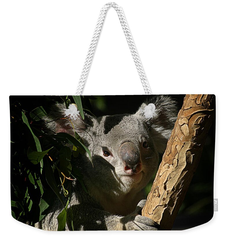 Zoo Weekender Tote Bag featuring the photograph Koala Bear 5 by Anthony Jones