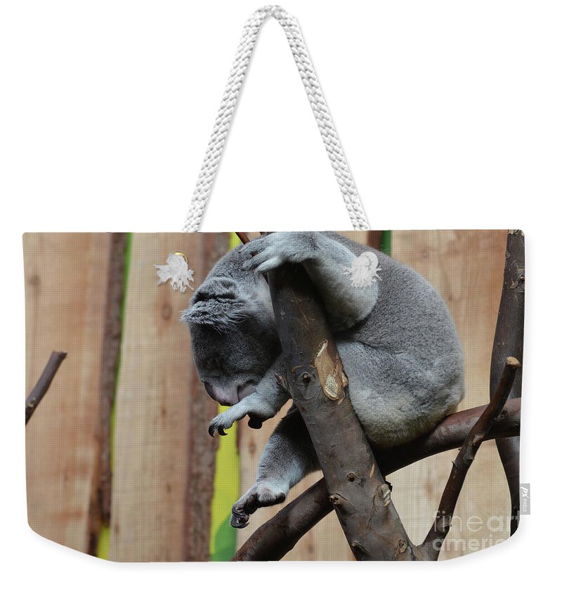Koala Weekender Tote Bag featuring the photograph Koala Bear with His Toes Curled Sitting in a Tree by DejaVu Designs