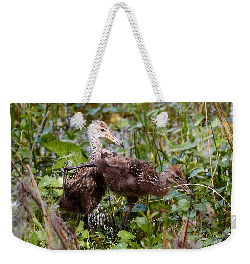 Limpkin Weekender Tote Bag featuring the photograph Kung-fu Limpkins by David Beebe