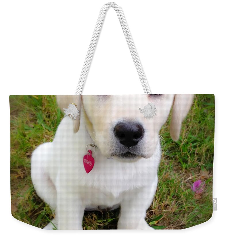 Animal Weekender Tote Bag featuring the photograph Lab Puppy by Stephen Anderson