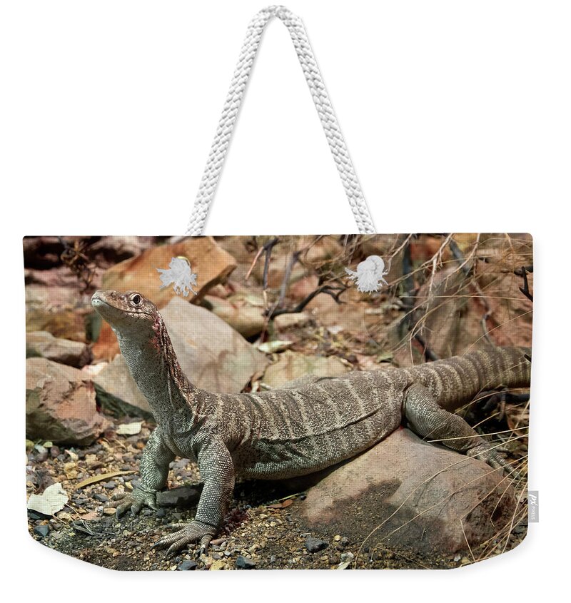 Lace Monitor Weekender Tote Bag featuring the photograph Lace Monitor by Miroslava Jurcik