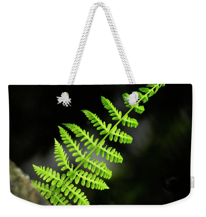 Young Fern Weekender Tote Bag featuring the photograph Lady Fern by Inge Riis McDonald
