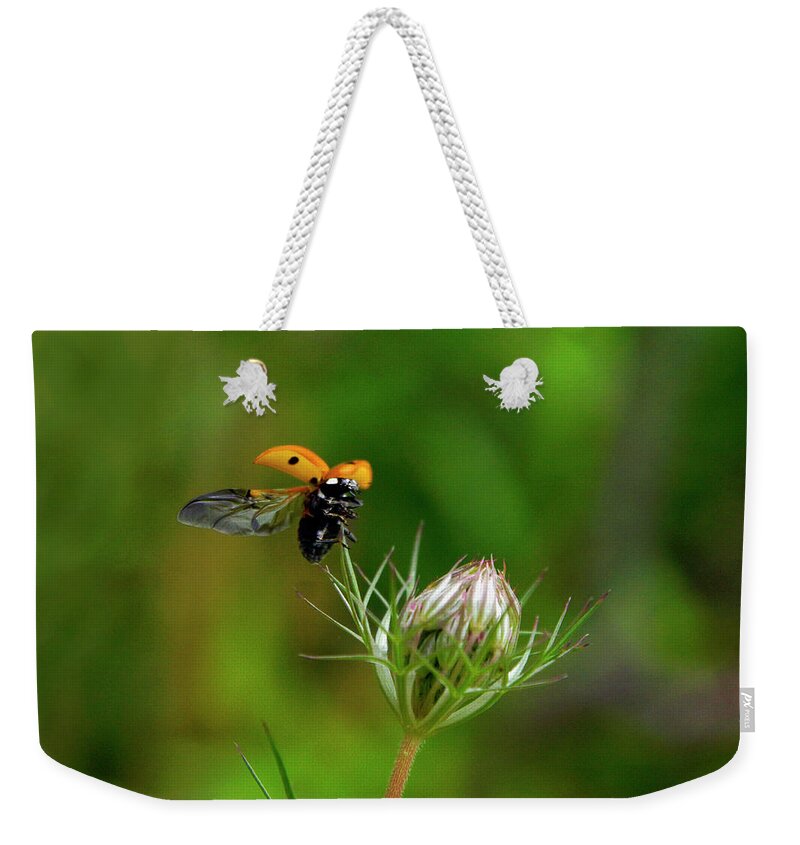  Weekender Tote Bag featuring the photograph Ladybug Lift Off by Garrett Sheehan
