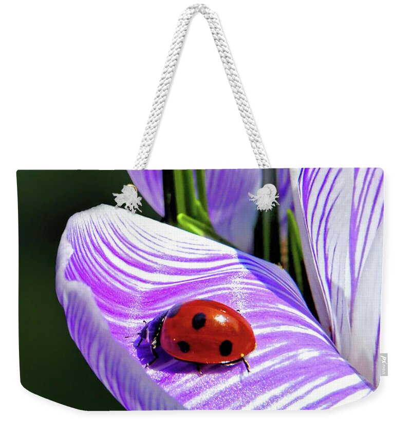 Ladybug On A Spring Crocus Weekender Tote Bag featuring the photograph Ladybug on a Spring Crocus by Carolyn Derstine
