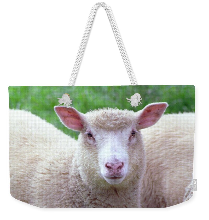 Lamb Weekender Tote Bag featuring the photograph Lamb by Frank DiMarco