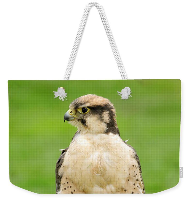 Britain Weekender Tote Bag featuring the photograph Lanna Falcon - Falco biarmicus by Rod Johnson