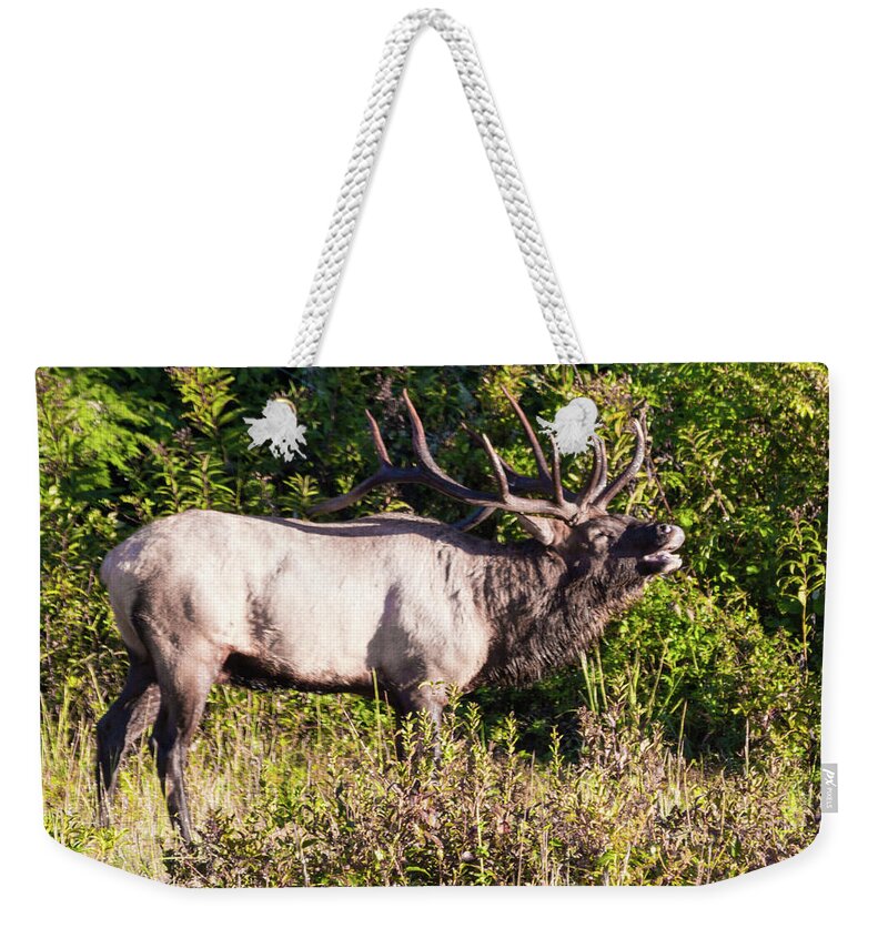 Bull Weekender Tote Bag featuring the photograph Large Bull Elk Bugling by D K Wall