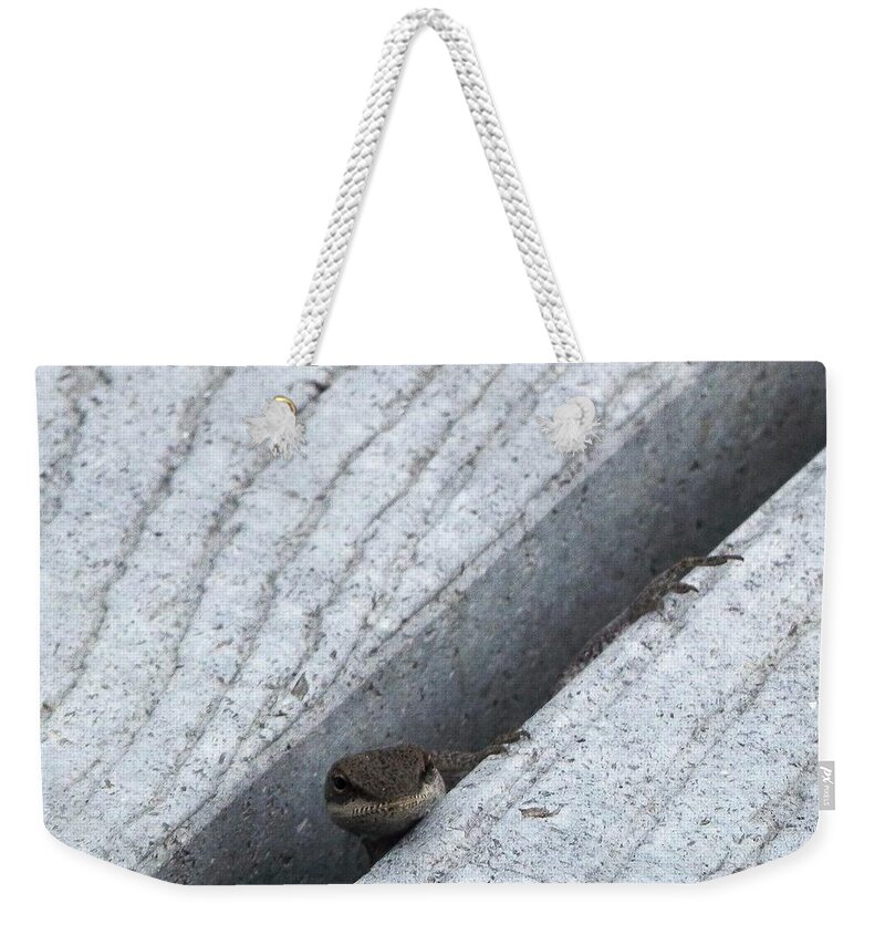 #psst #hey #you #down #here On The #grey #patio #i Am A #lizard And #hungry Weekender Tote Bag featuring the photograph Larry The Hungry Lizard by Belinda Lee