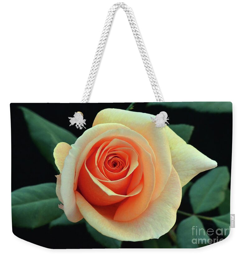 Rose Weekender Tote Bag featuring the photograph Last Roses of Autumn by Debby Pueschel
