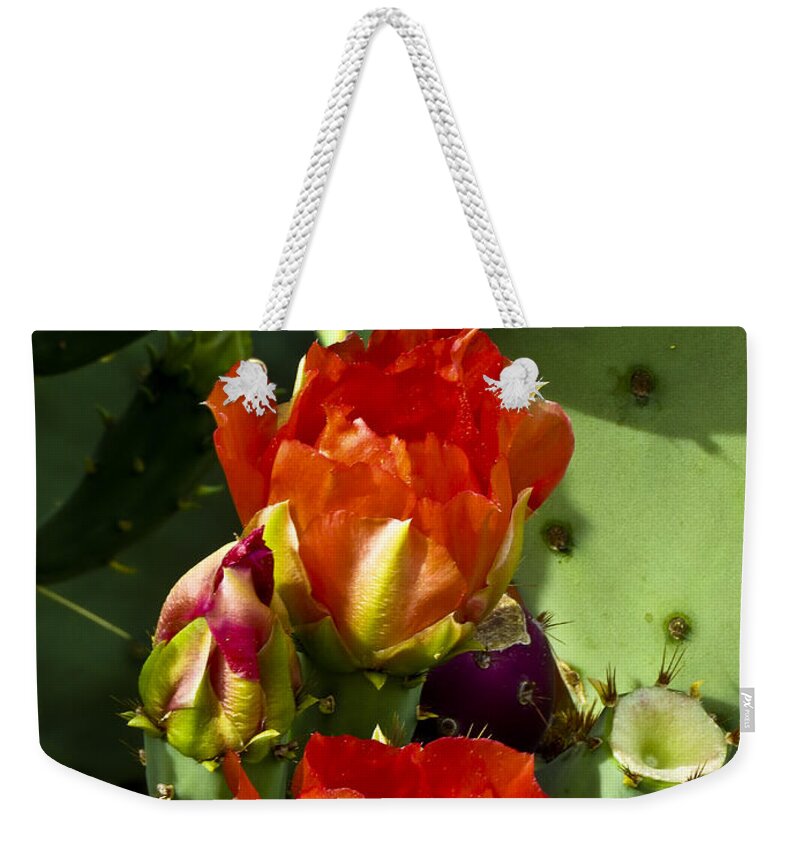 Arizona Weekender Tote Bag featuring the photograph Late Bloomer by Kathy McClure