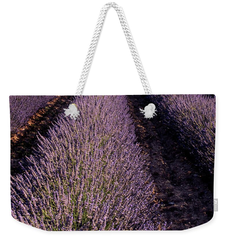 Lavender Weekender Tote Bag featuring the photograph Lavender Field Provence France by Dave Mills