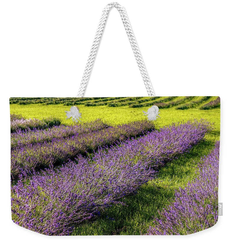  Weekender Tote Bag featuring the photograph Lavender Fields Forever by Kendall McKernon
