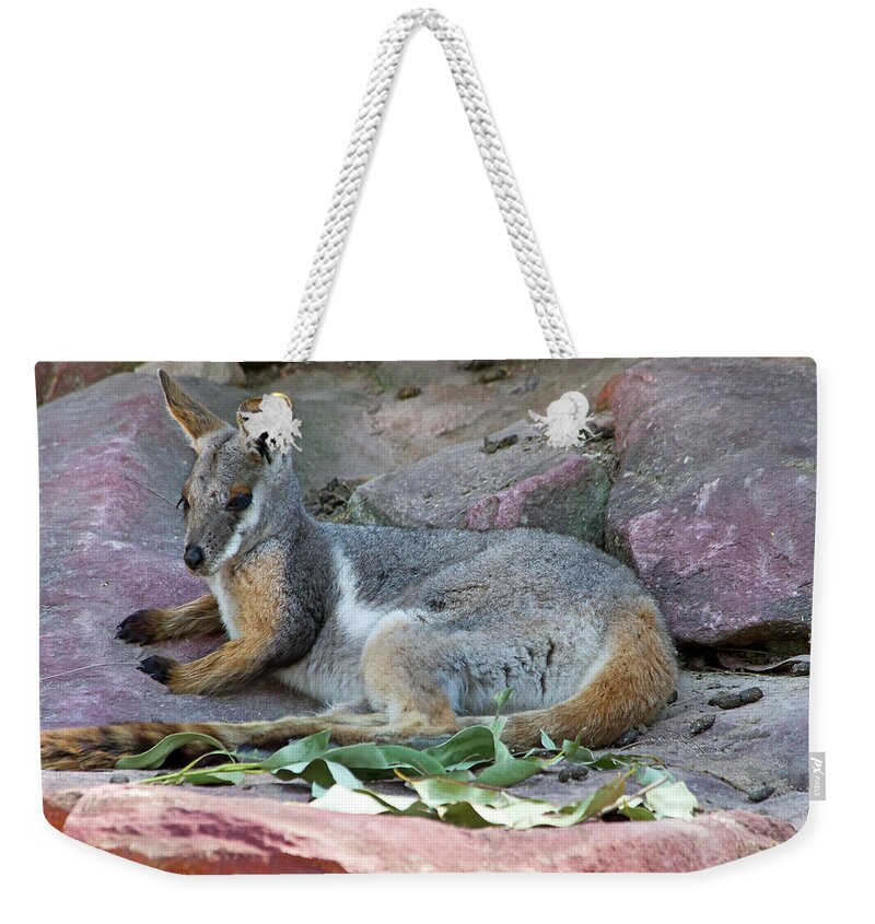 Yellow Weekender Tote Bag featuring the photograph Lazy Afternoon For Rock Wallaby by Miroslava Jurcik