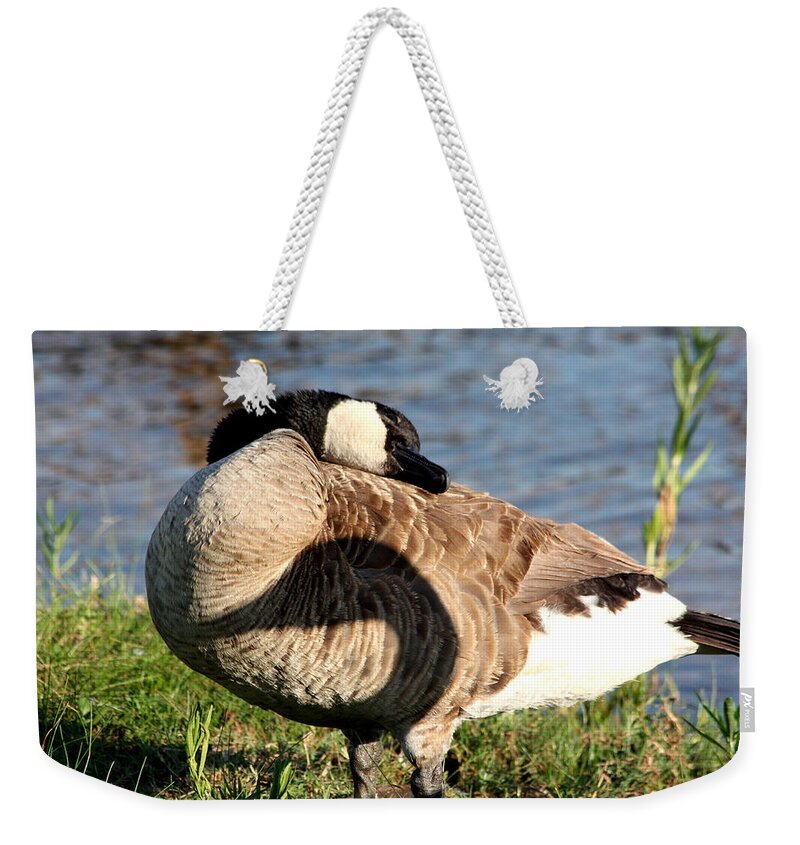 Nature Weekender Tote Bag featuring the photograph Lazy Canada Goose and Shadow by Sheila Brown