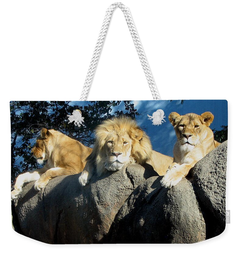 Lion Weekender Tote Bag featuring the photograph Lazy Day Lions by George Jones