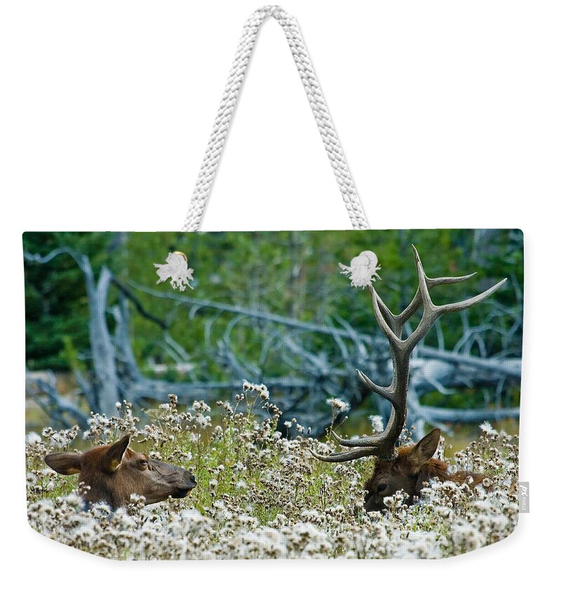 Elk Weekender Tote Bag featuring the photograph Lazy Days by Wesley Aston